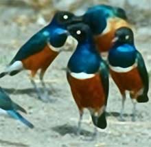 Picture 1 of The 'adultery' of animals