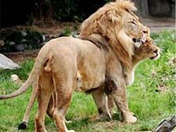 Picture 2 of The 'adultery' of animals