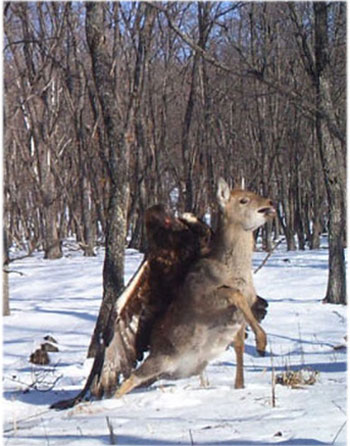Picture 10 of The aggressive attacks of animals