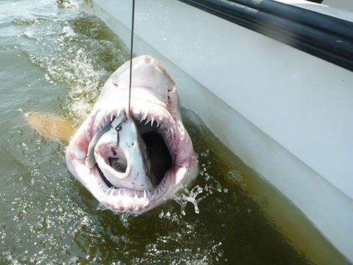 Picture 6 of The aggressive attacks of animals