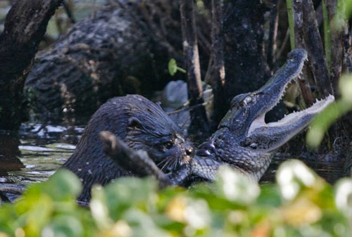 Picture 7 of The aggressive attacks of animals