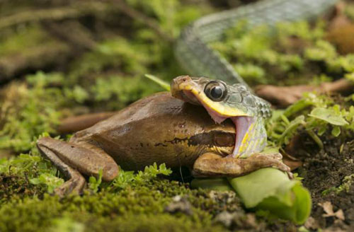 Picture 9 of The aggressive attacks of animals