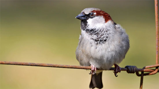 Picture 1 of The alarming bird depends on the person
