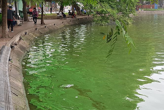 Picture 1 of The algae erupted heavily in Hoan Kiem Lake after dredging