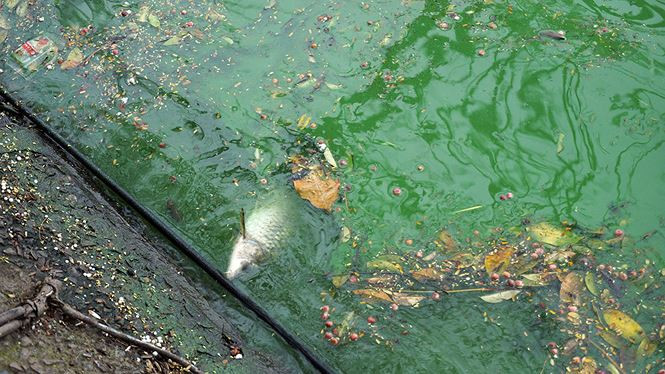 Picture 2 of The algae erupted heavily in Hoan Kiem Lake after dredging