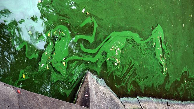 Picture 3 of The algae erupted heavily in Hoan Kiem Lake after dredging