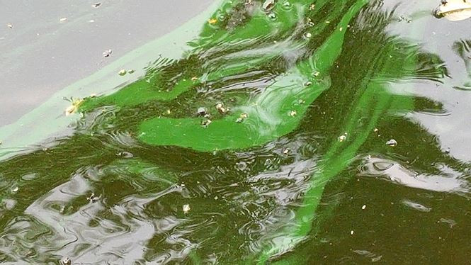 Picture 4 of The algae erupted heavily in Hoan Kiem Lake after dredging