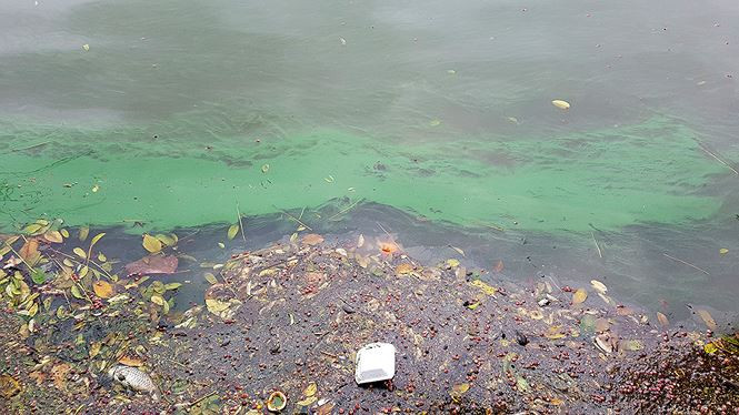 Picture 5 of The algae erupted heavily in Hoan Kiem Lake after dredging