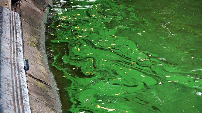 Picture 6 of The algae erupted heavily in Hoan Kiem Lake after dredging