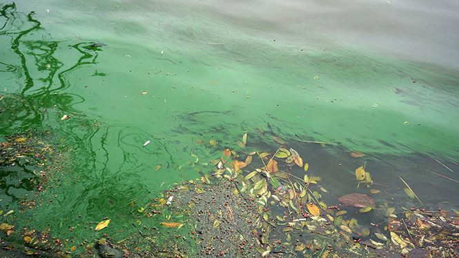 Picture 7 of The algae erupted heavily in Hoan Kiem Lake after dredging