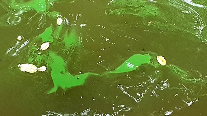 Picture 8 of The algae erupted heavily in Hoan Kiem Lake after dredging