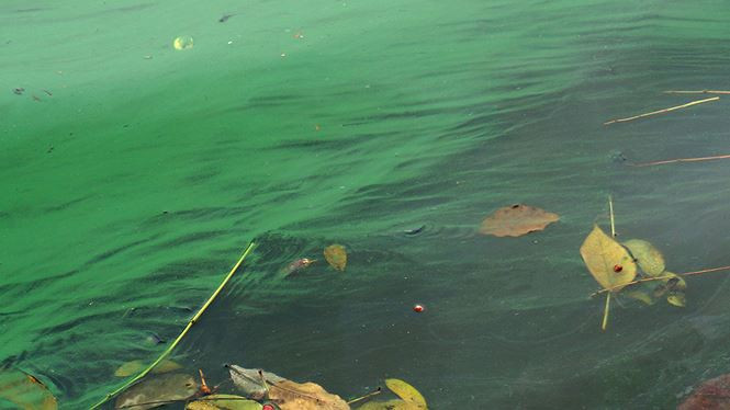 Picture 9 of The algae erupted heavily in Hoan Kiem Lake after dredging