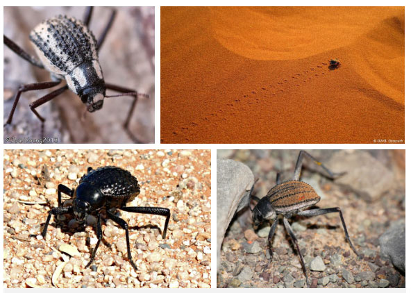 Picture 4 of The amazing survival strategy of beetles lives in one of the driest deserts in the world