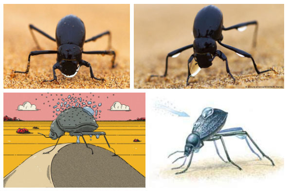Picture 5 of The amazing survival strategy of beetles lives in one of the driest deserts in the world