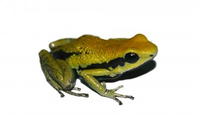 Picture 2 of The Amazon amphibian originated in the Andes