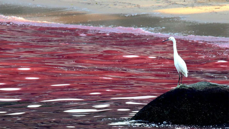 Picture 1 of The American way of forecasting, detecting and measuring red tide toxins