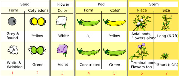 The ancestor of genetics images 2