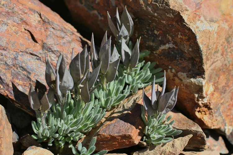 Picture 10 of The 'angel wings' flower is strange, lucky to meet