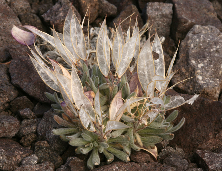 Picture 4 of The 'angel wings' flower is strange, lucky to meet