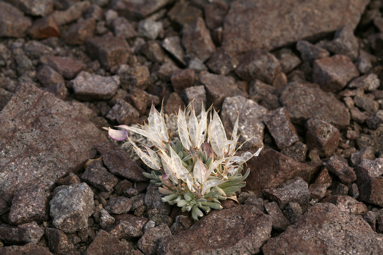 Picture 5 of The 'angel wings' flower is strange, lucky to meet
