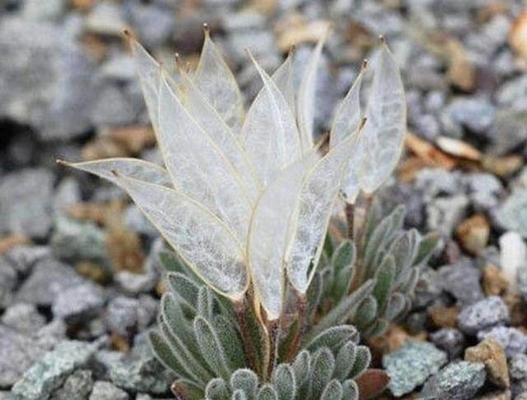 Picture 9 of The 'angel wings' flower is strange, lucky to meet