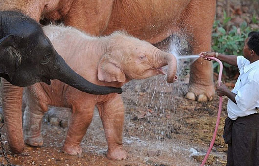 Picture 4 of The animal world is white