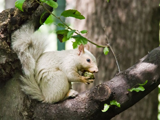 Picture 5 of The animal world is white