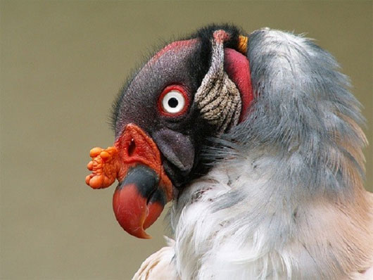 Picture 4 of The animals 'baldness' are both cute and funny
