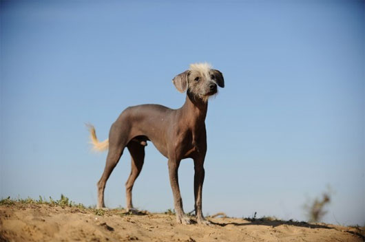 Picture 5 of The animals 'baldness' are both cute and funny