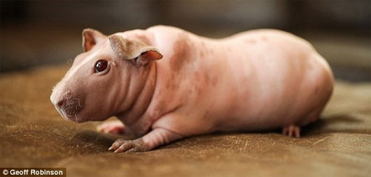 Picture 6 of The animals 'baldness' are both cute and funny