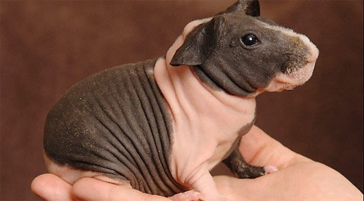 Picture 7 of The animals 'baldness' are both cute and funny