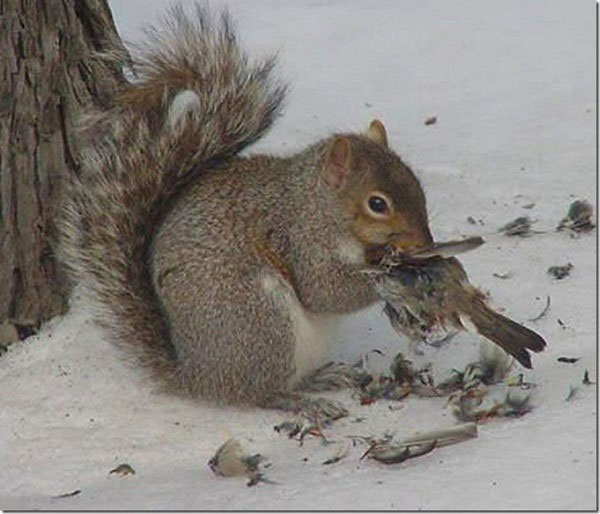 Picture 4 of The animals have good looks, but the rear is unexpectedly cruel