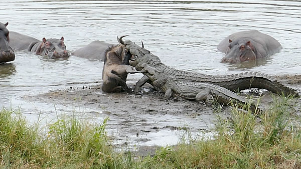 Picture 7 of The animals have good looks, but the rear is unexpectedly cruel