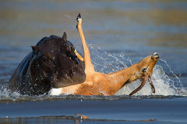 Picture 8 of The animals have good looks, but the rear is unexpectedly cruel