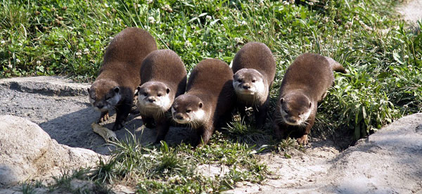 Picture 6 of The animals have the most emotional brotherhood naturally