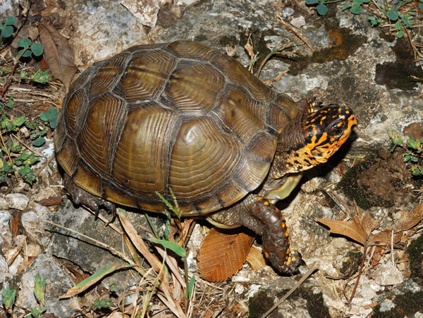 Picture 1 of The answer to the mystery of the evolutionary origin of the turtle