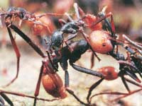 Picture 10 of The ant warrior