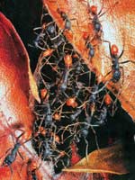 Picture 11 of The ant warrior
