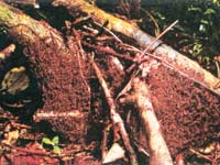 Picture 2 of The ant warrior