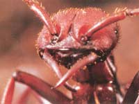 Picture 3 of The ant warrior