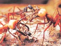 Picture 7 of The ant warrior