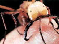 Picture 8 of The ant warrior