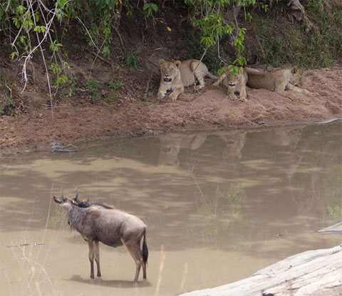 Picture 1 of The antelope scares the lion