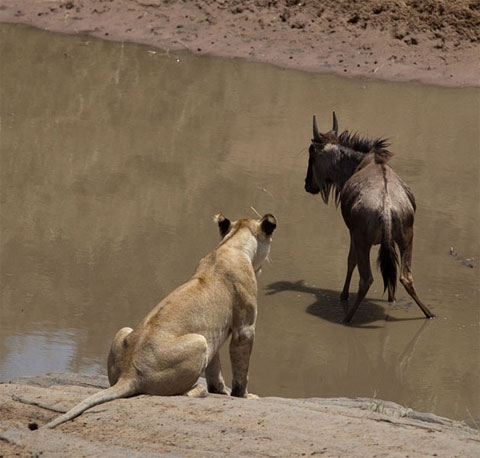 Picture 2 of The antelope scares the lion