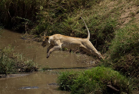 Picture 3 of The antelope scares the lion