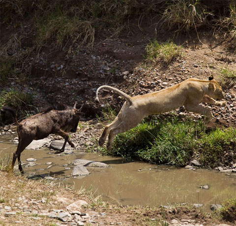 Picture 5 of The antelope scares the lion