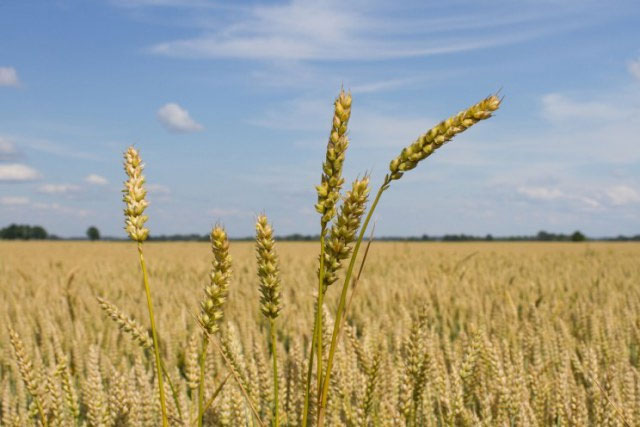 The anti-drought technology in agriculture is remarkable images 4