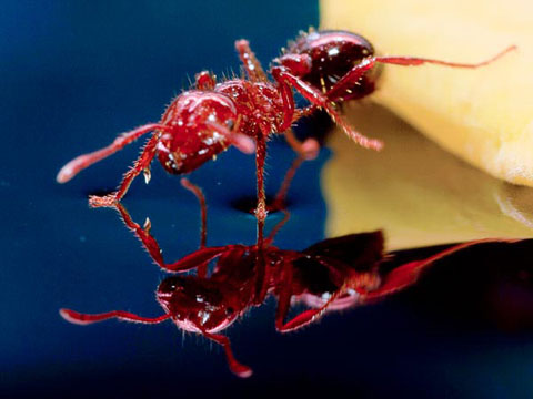Picture 7 of The ants build rafts on the water