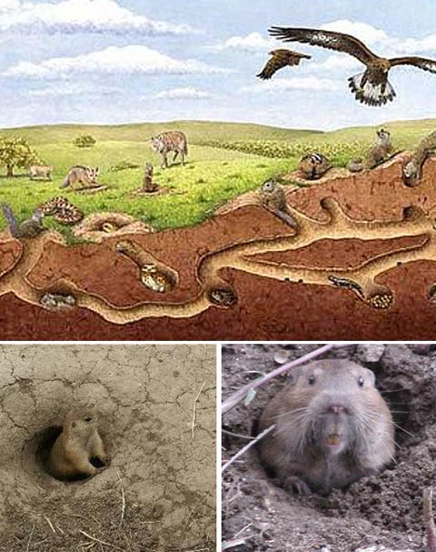 Picture 3 of The 'architectural masterpieces' of animals