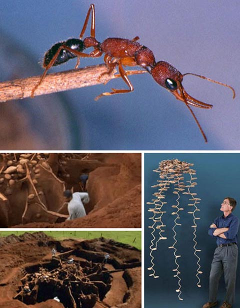 Picture 5 of The 'architectural masterpieces' of animals